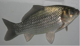 养生食物知多少：[2]夏季养生必吃的祛湿食物