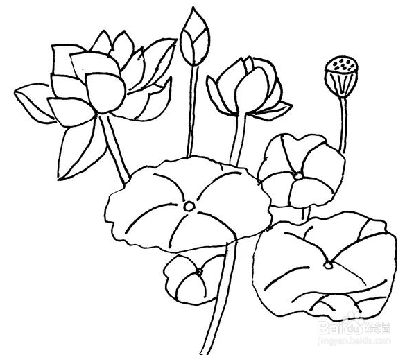 荷花的简笔画