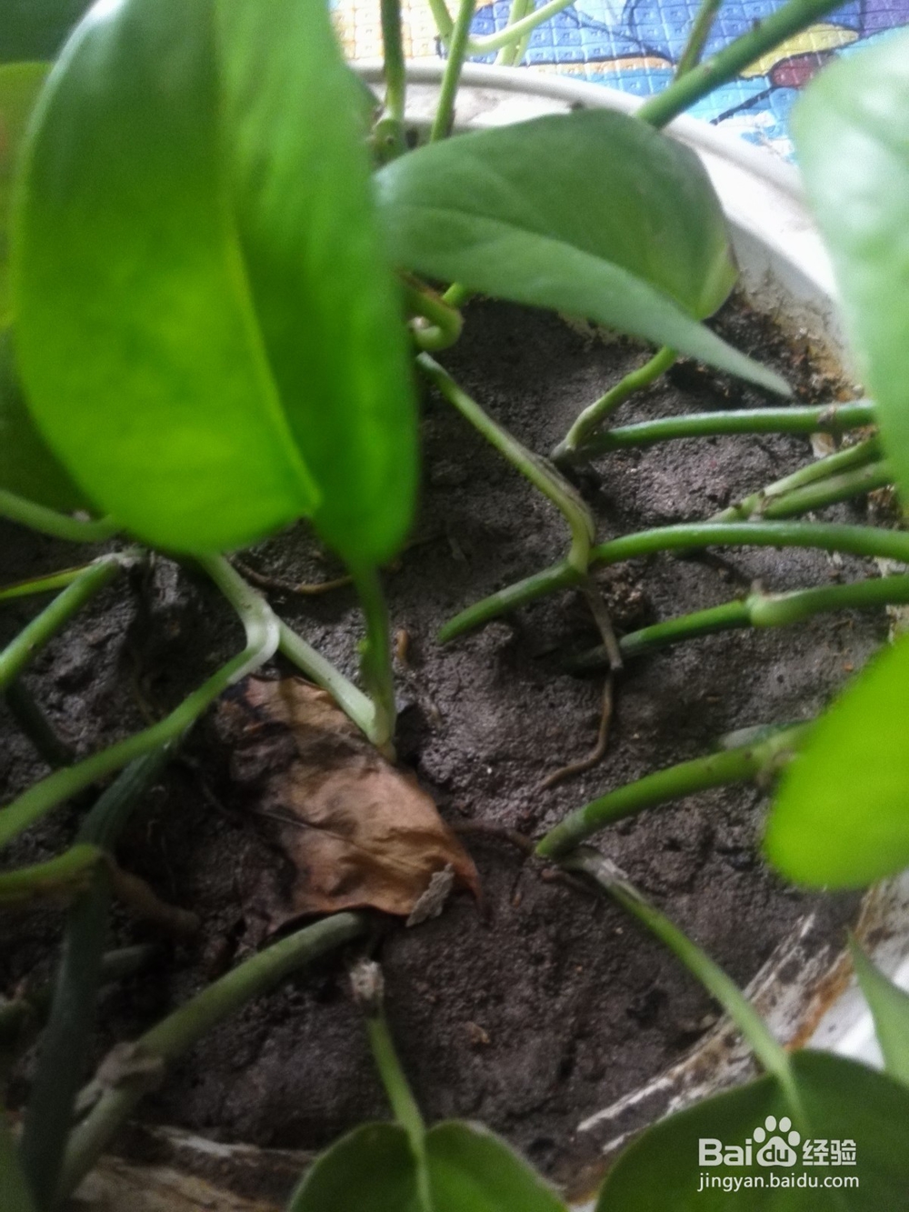 自己种植绿萝，水培绿萝