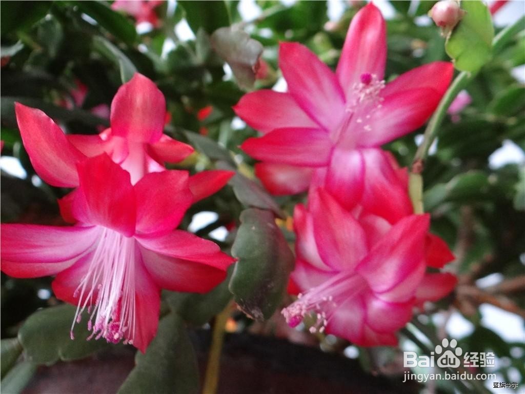 蟹爪莲开花时怎样护理