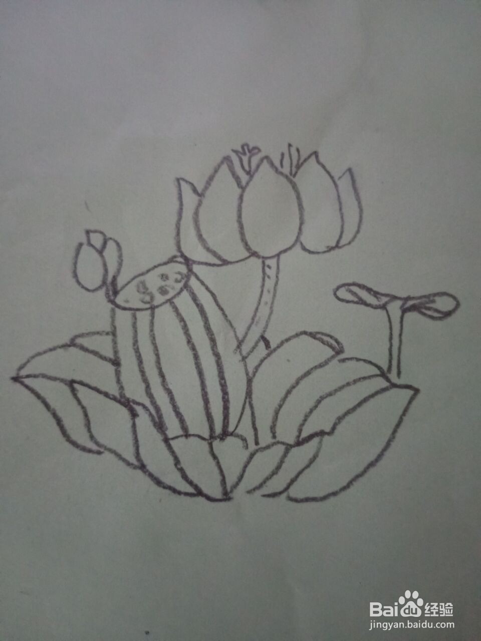 荷花的简笔画怎么画？