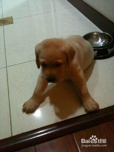 针对拉布拉多磨牙爱咬人的处理方法