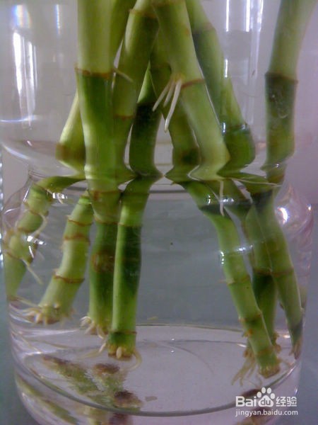 水培富贵竹怎么生根快