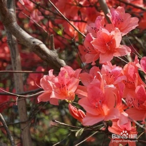 野生映山红的养殖方法