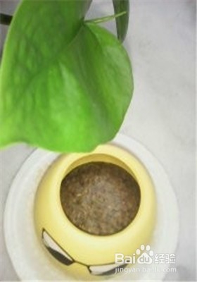 怎样种植小草盆景