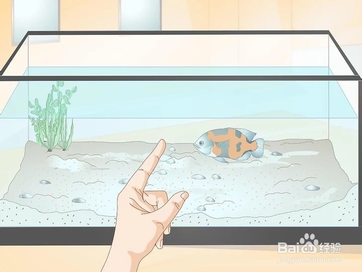 如何训练你的鱼？