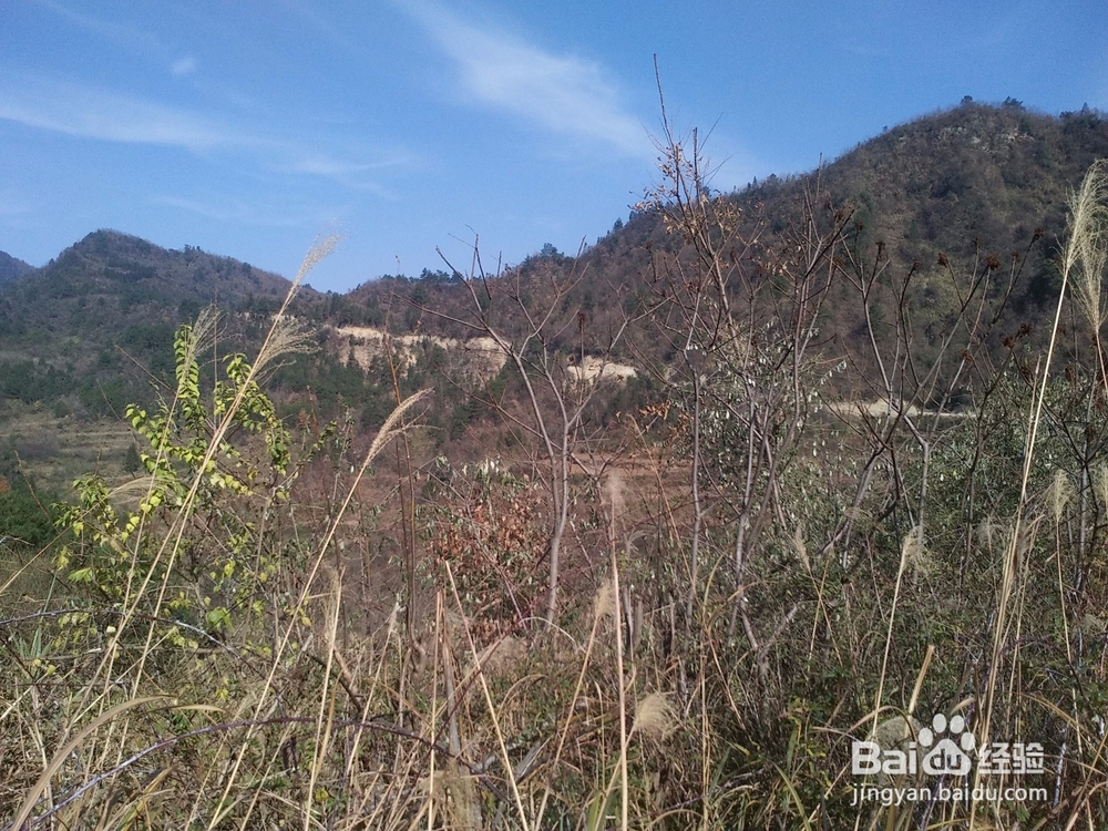 扶贫实现鸣凤人乡村旅游梦想记实