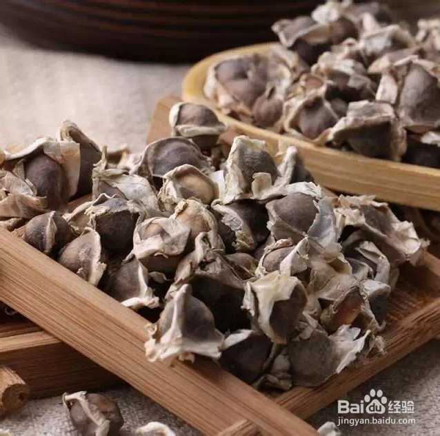 辣木特性及用途