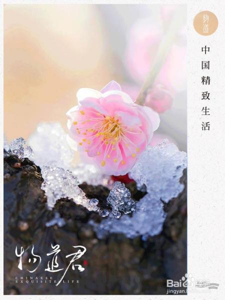 凛冬已至,闲以养花,最怡趣养心