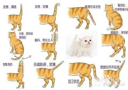 小猫尾巴的作用