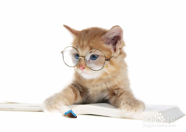 小猫一直叫的原因及解决办法