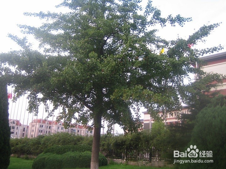 为什么植物剪枝枝干向上长枝叶茂盛