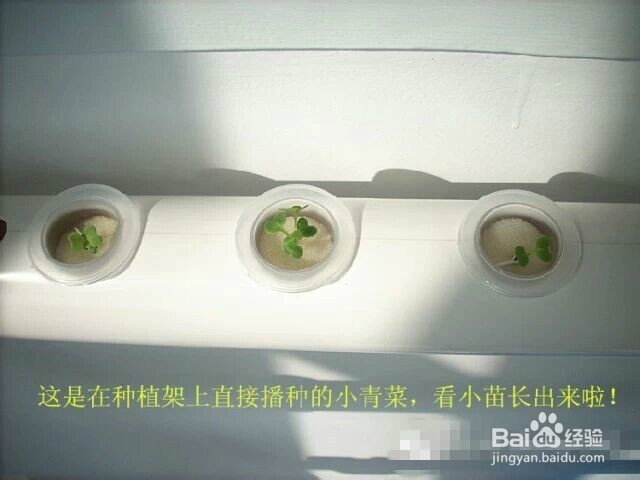 阳台就能种出有机蔬菜咯