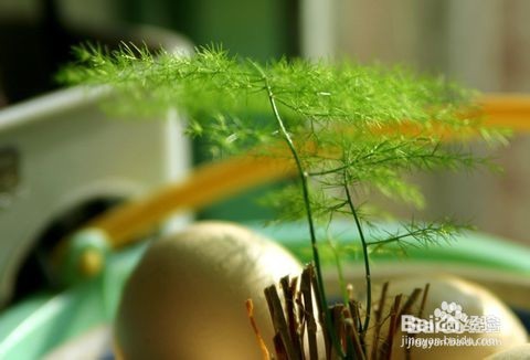 文竹养殖十大注意事项,