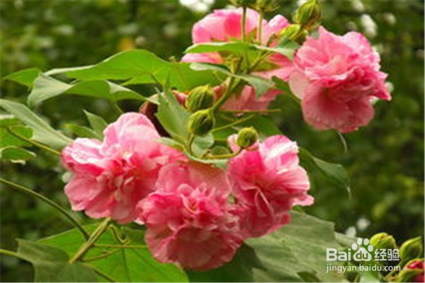 木芙蓉应该怎么养