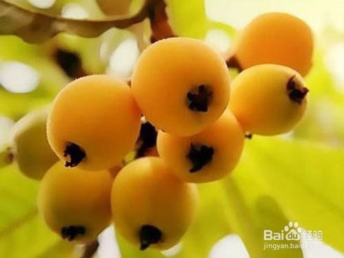 边吃边瘦！十大水果吸光你多余的油脂!!!!!