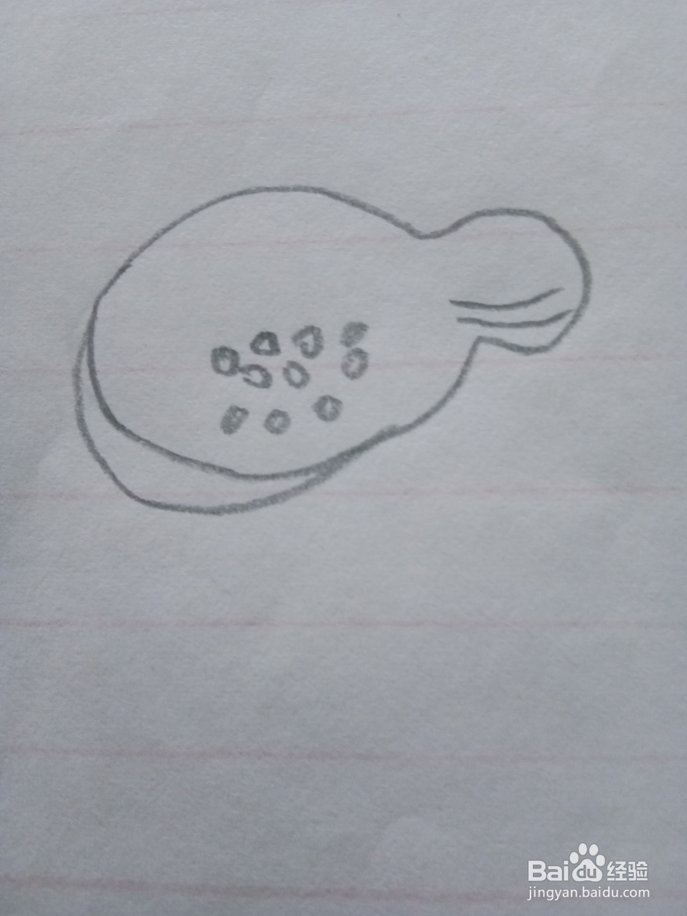 简笔画木瓜的画法2