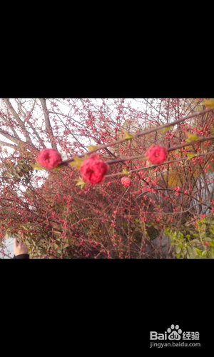 【安卓APP】美图看看新手测评