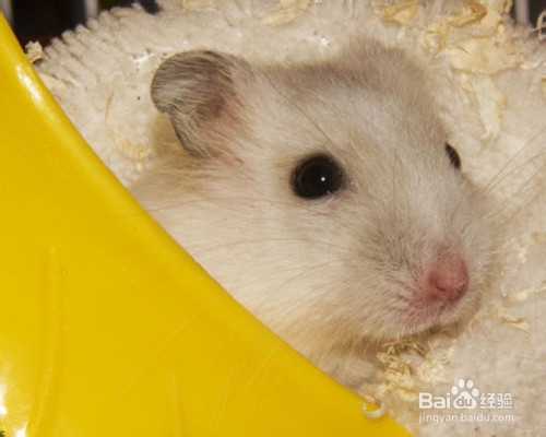 仓鼠有味道怎么办,夏天仓鼠怎么养味道小