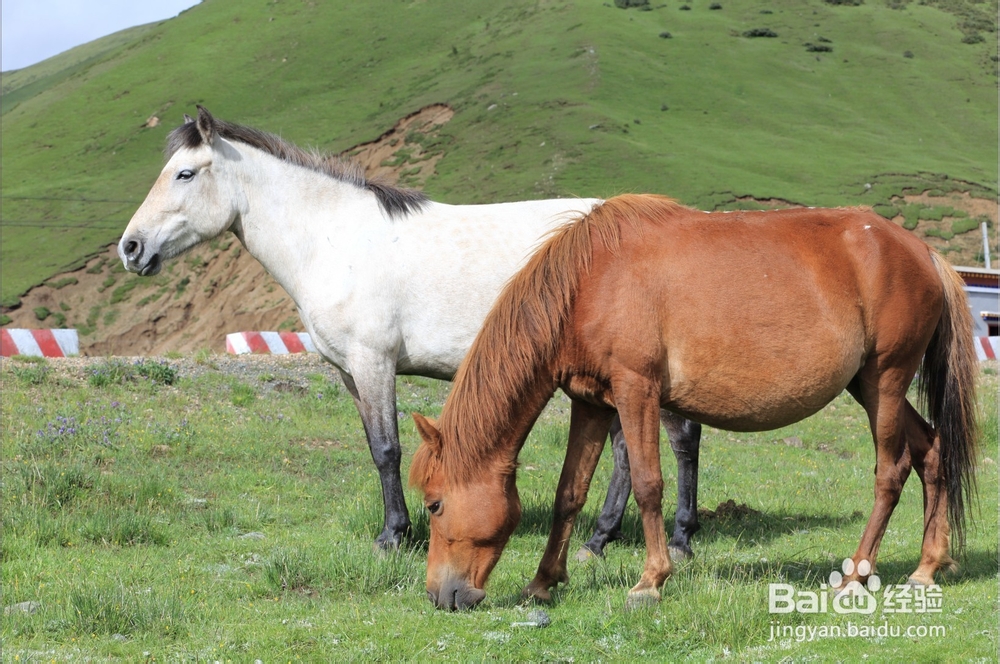 可可西里穿越两大无人区摄影团线路、攻略