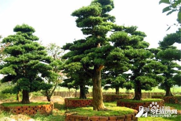 罗汉松的养殖方法和注意事项都有什么?