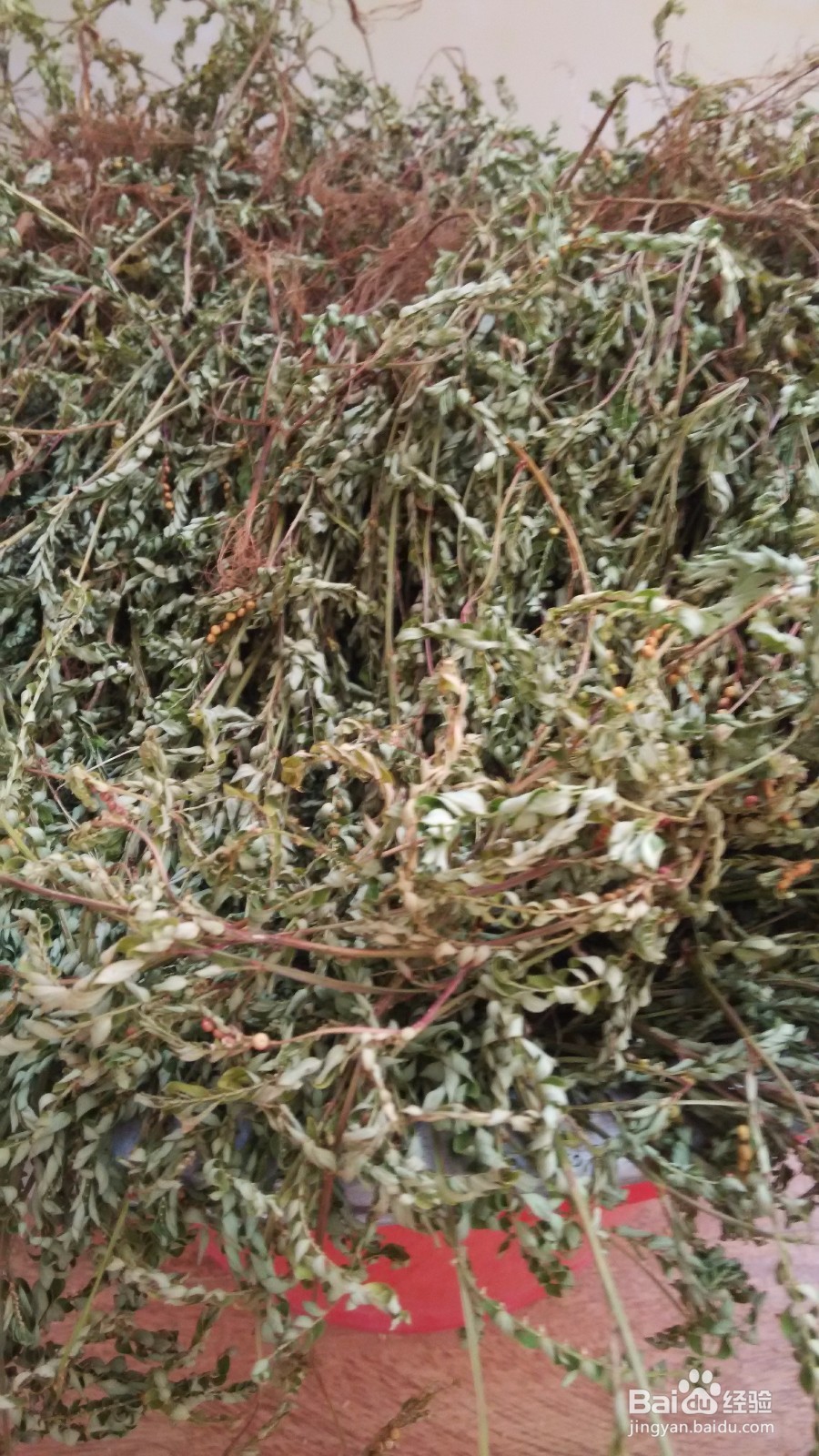 怎样种植叶下珠？用种子种植龙珠草的方法