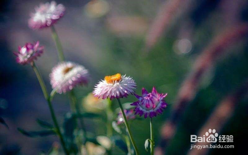 【星座】向来情深,奈何缘浅