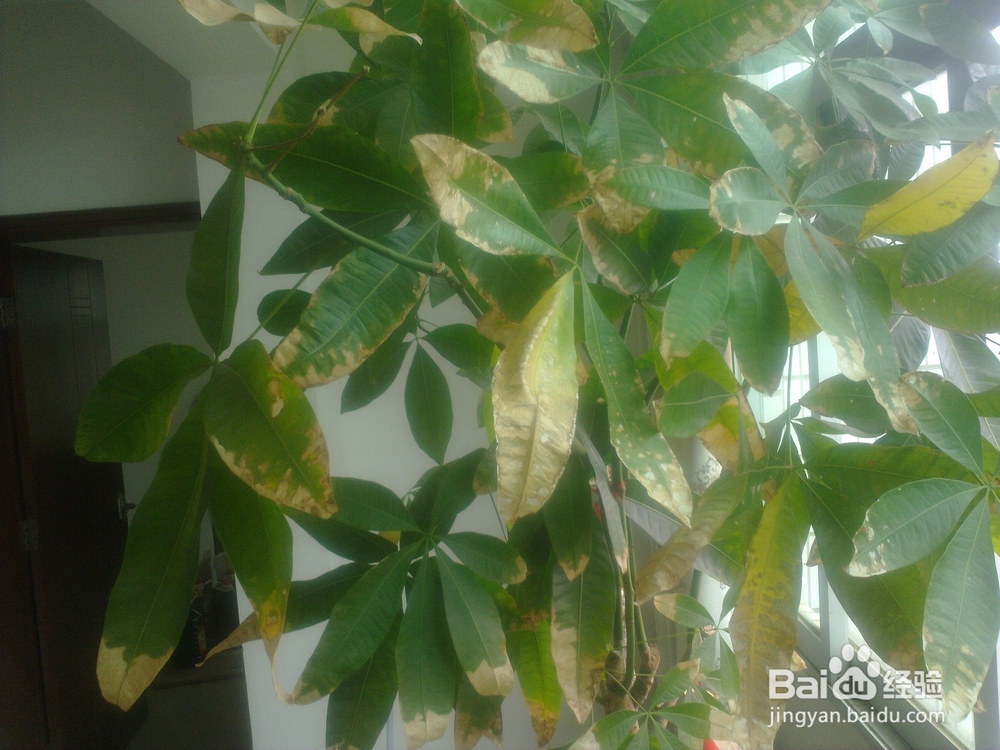 室内如何养好发财树