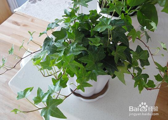 养哪些植物可以驱蚊虫