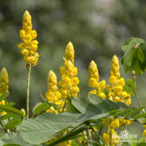 翅荚决明怎么养？