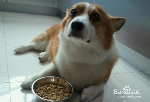 狗狗挑食背后的秘密,轻松几招治挑食!