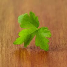 在阳台上种香菜要注意什么？