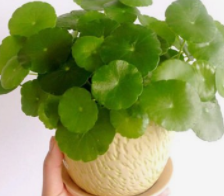 铜钱草可放在卧室吗