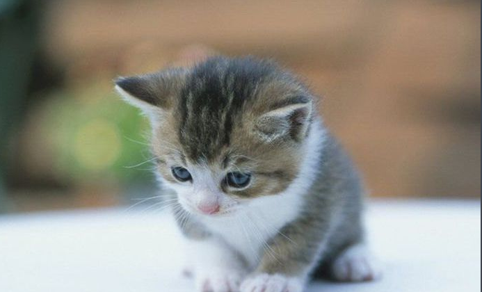 为什么不给猫咪吃虾呢