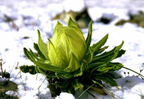 雪莲花的寓意是什么
