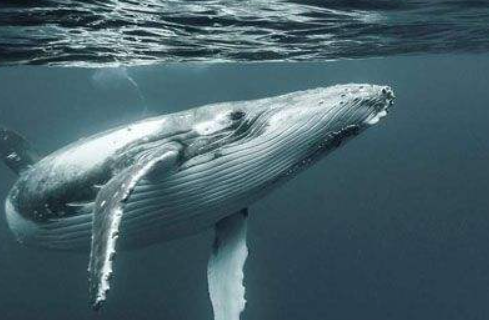 鲸鱼一分钟平均心跳