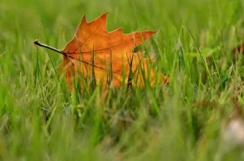 落叶知秋所表示心情是什么