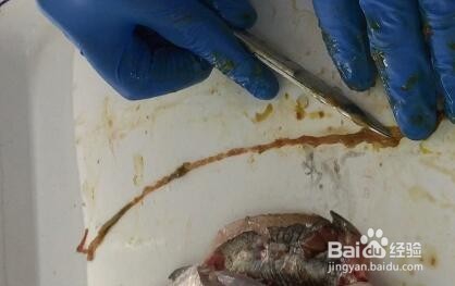 如何快速诊断鱼病