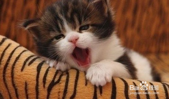 养猫咪的这几个方面要注意!