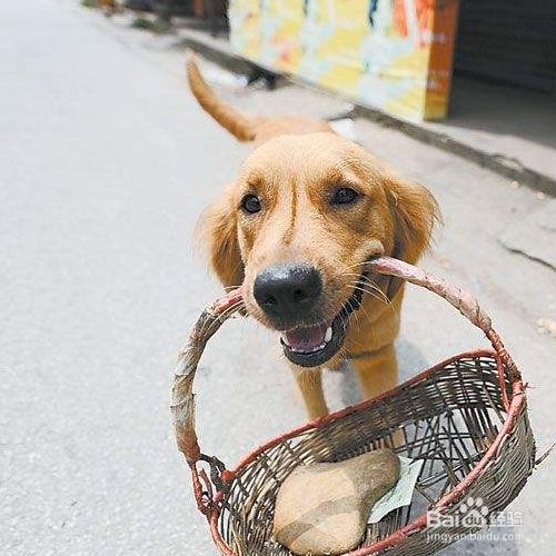 怎么教狗狗算数 百度经验