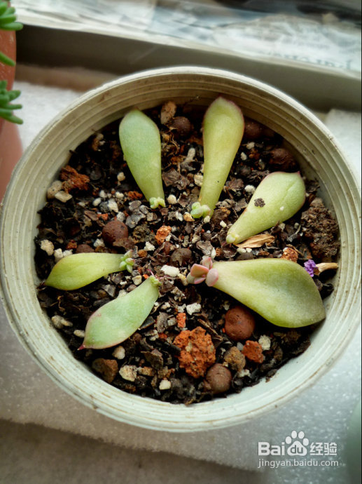 冬天来了，阳台变大棚。