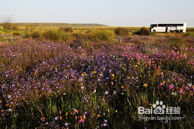 [转载]南非之旅3：纳玛夸兰（Namaqualand）花海
