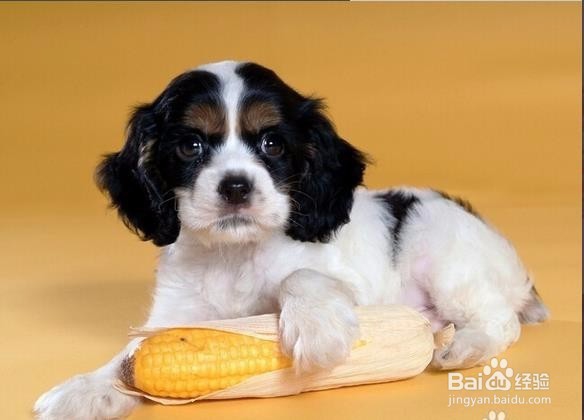 小狗来月经了怎么办?需要注意什么？