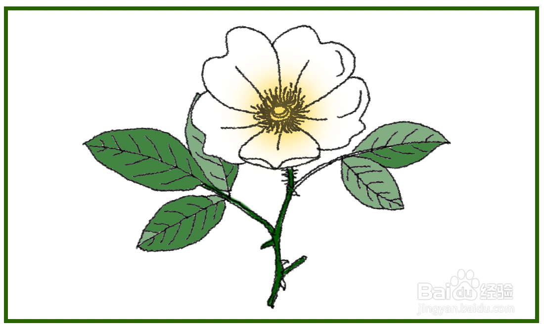 金樱子的花怎么画