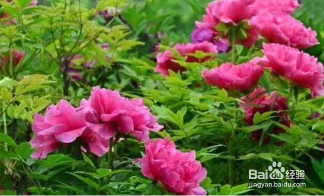 牡丹修剪的方法和时间，牡丹开过花后怎么处理？