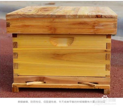 蜜蜂可以在室内养吗 蜜蜂可以在室内养吗视频