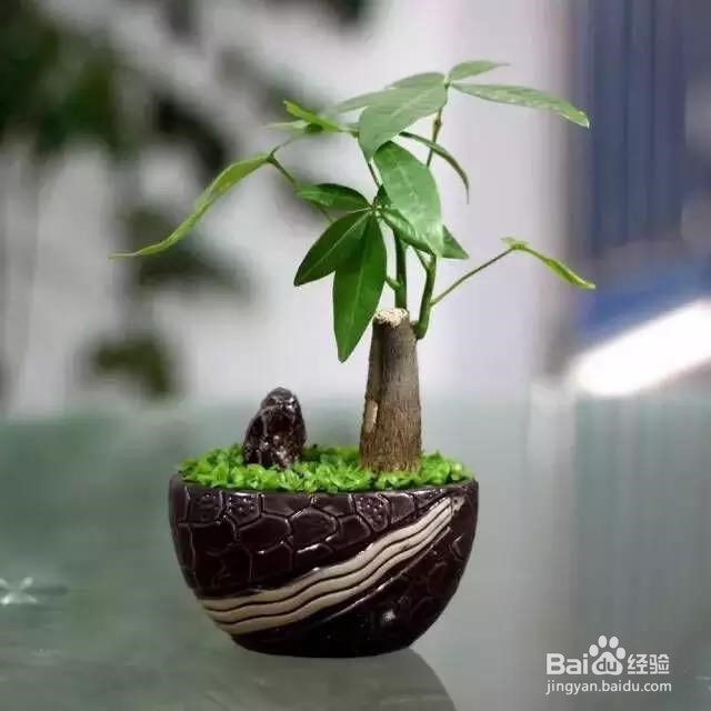 不同角落摆放不同植物,你家放对了吗