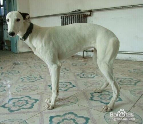 细犬和灵缇有什么区别