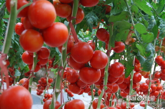 番茄怎样保存时间更长