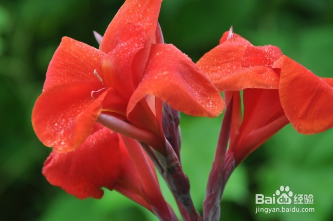 养猫家庭适合养的植物